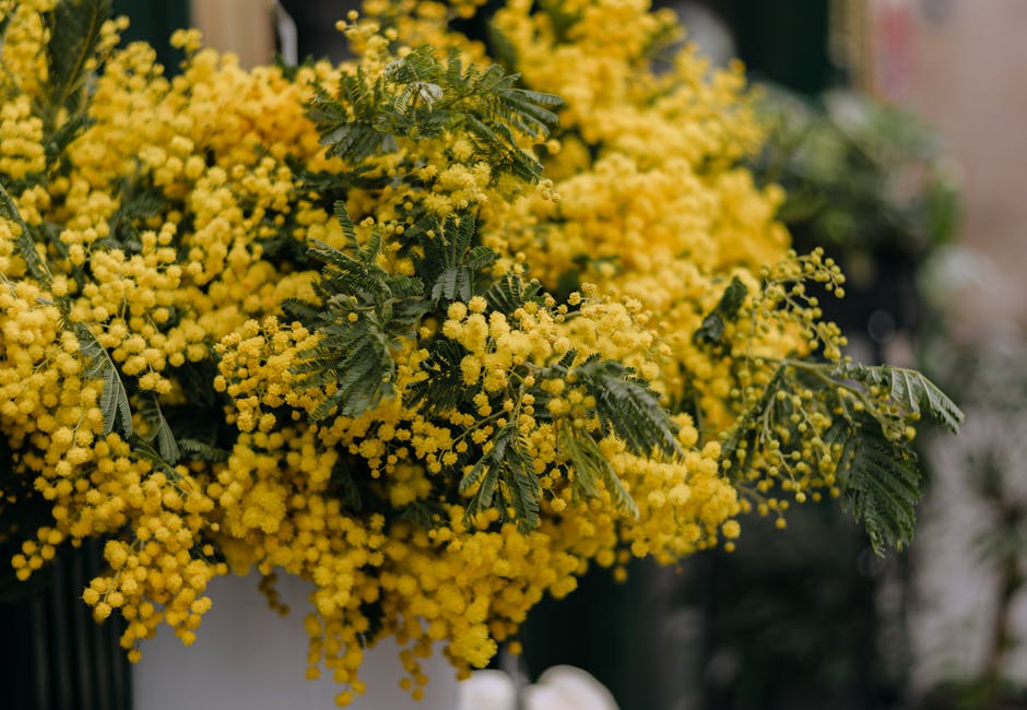 Mimosa